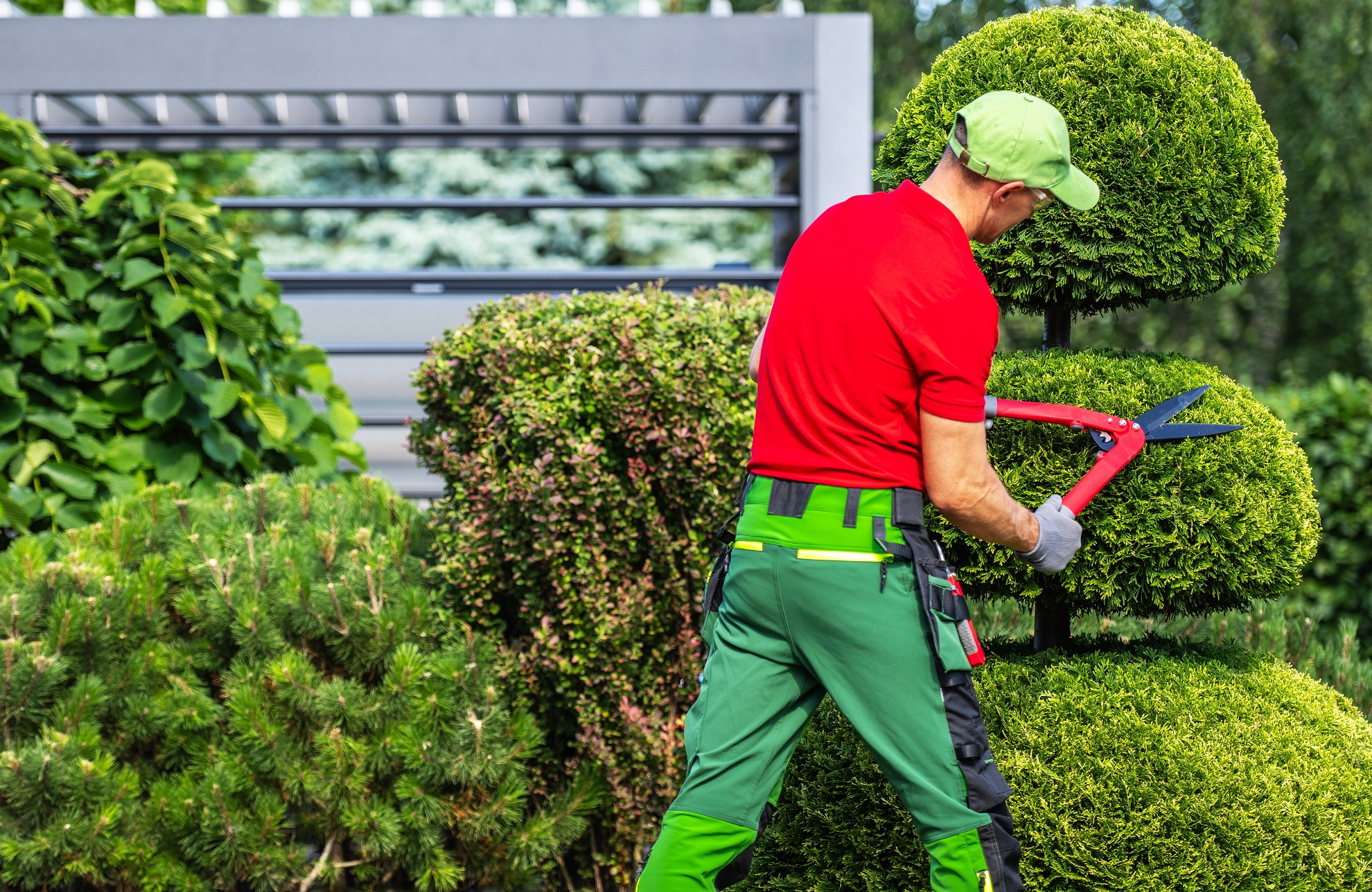 Tree Trimming & Pruning project example by Lillarians Contractor