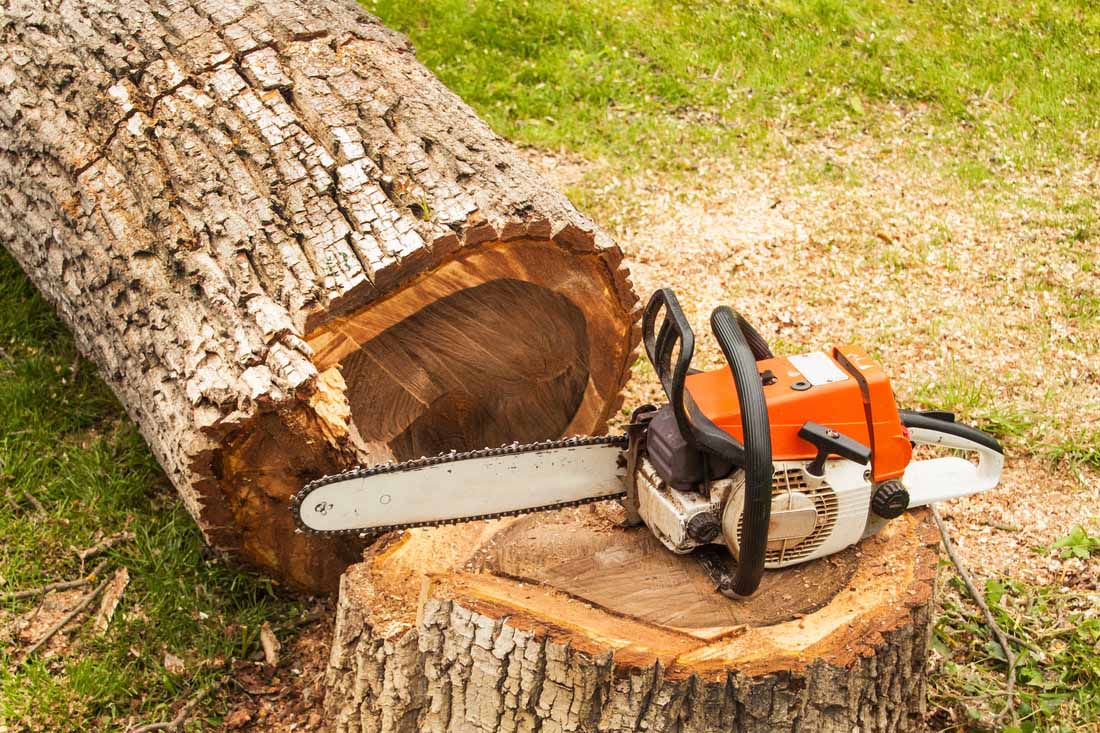 Tree Removal project example by Lillarians Contractor