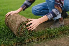 Sod Installation & Lawn Renovation — professional lawn care & landscaping in the DMV